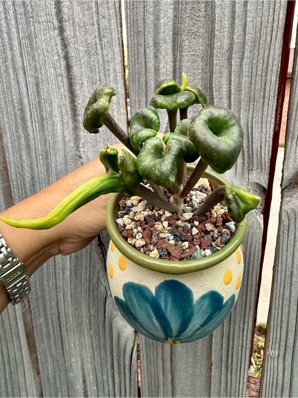 Extremely Rare & Exotic Live Succulent Plant in pot “Kalanchoe Angel Trumpet”